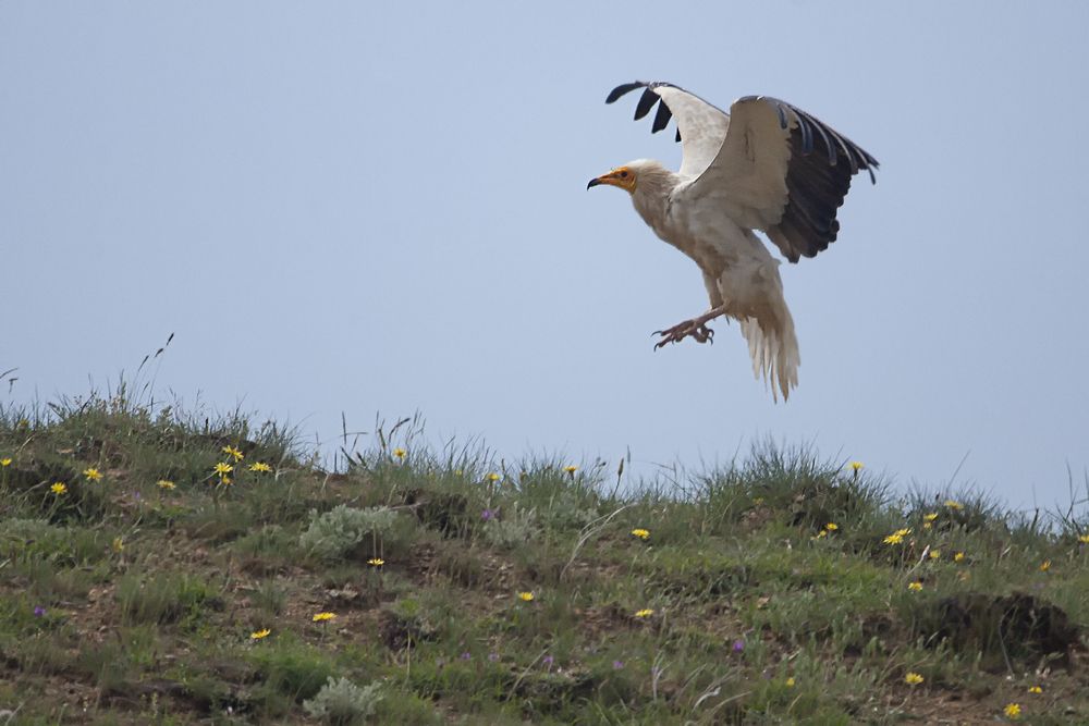 Стервятник.
