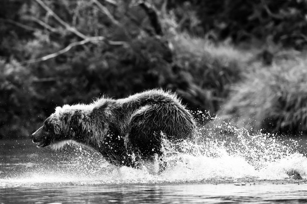 В погоне за рыбой