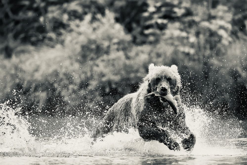 Спасти добычу!
