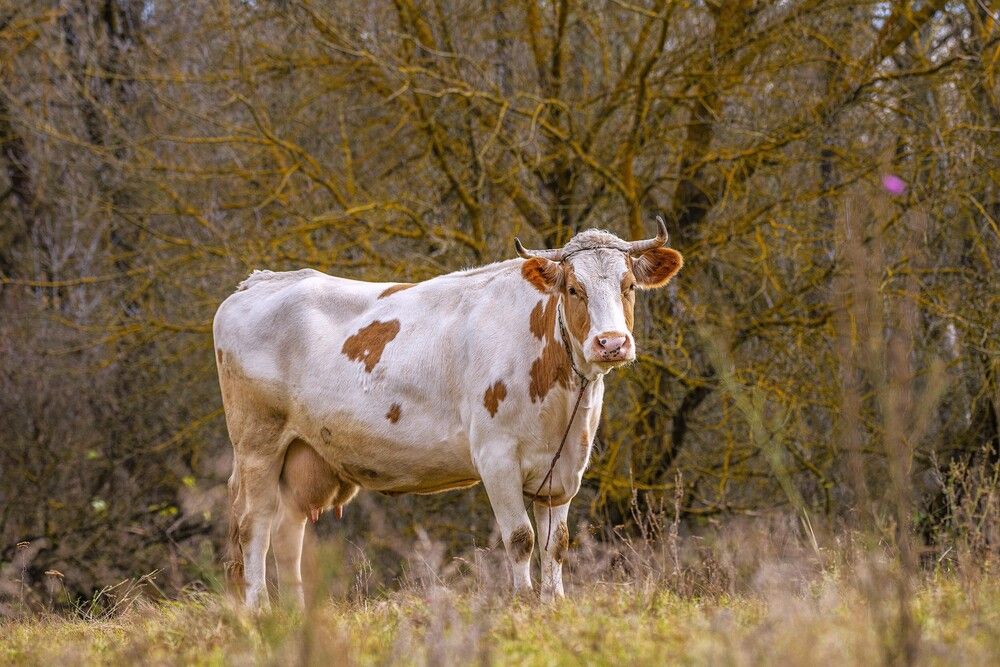 Photograph by Алексей Сиваков