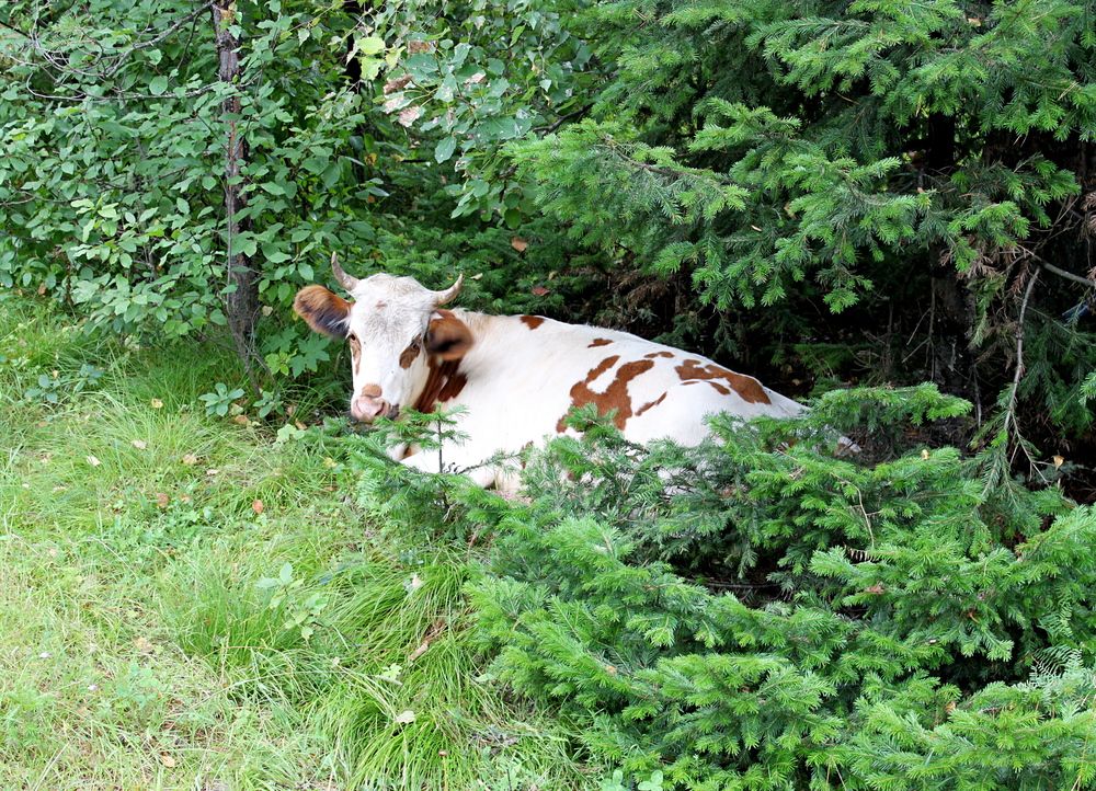 Photograph by Валентина