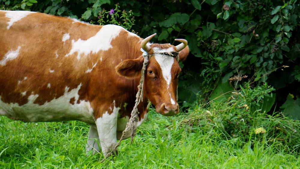 Photograph by Блюмина Елена