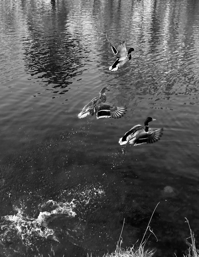 Photograph by Алиса Лукина