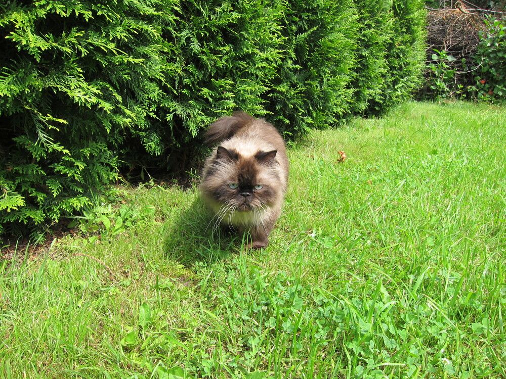 Photo #12805468
