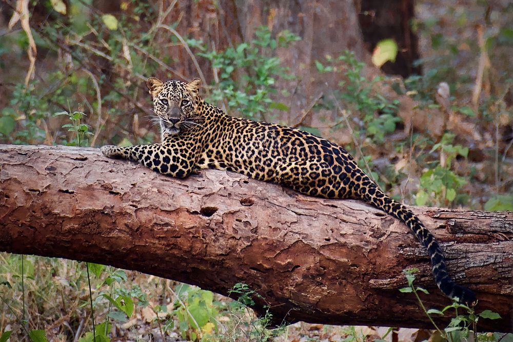 Фотография автора BIPLAB MISRA