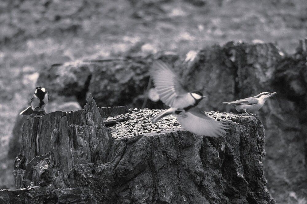 Photograph by Алфия Бугакова