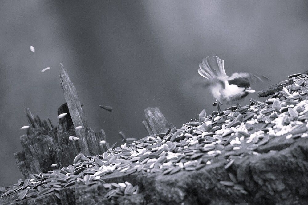 Photograph by Алфия Бугакова