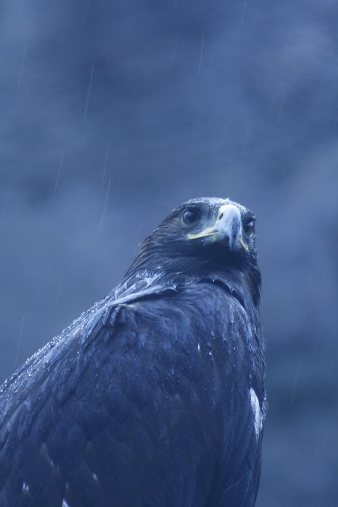 Bird and rain