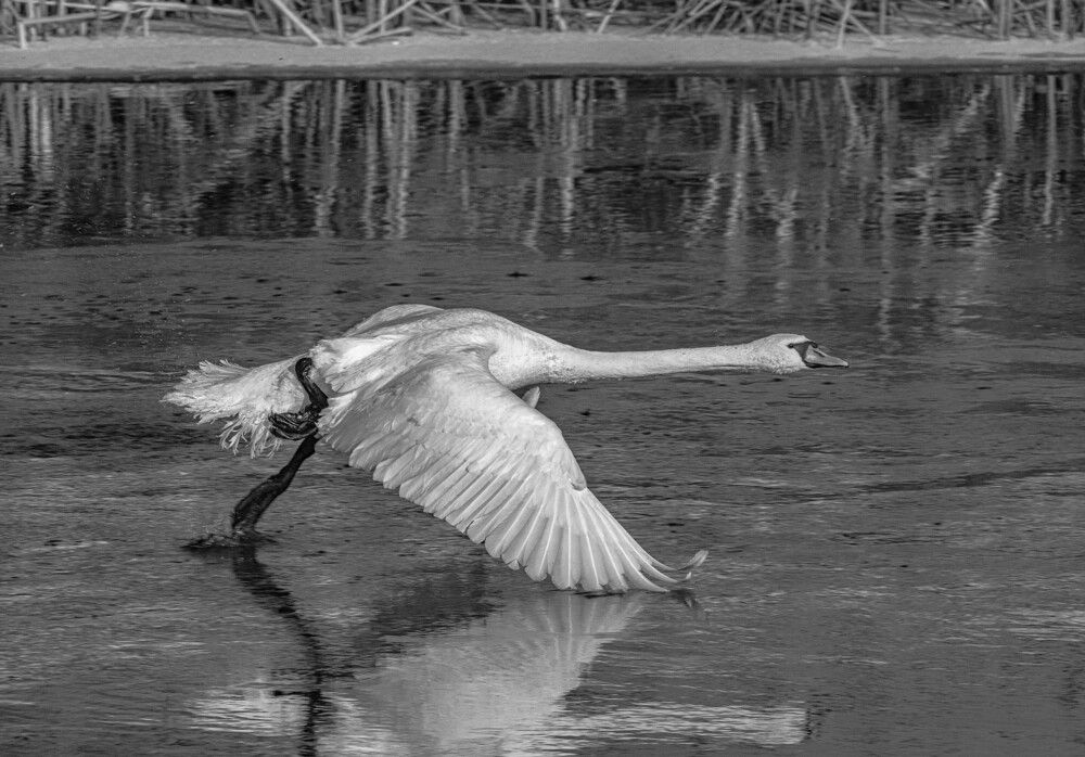 Photograph by Алексей Сиваков