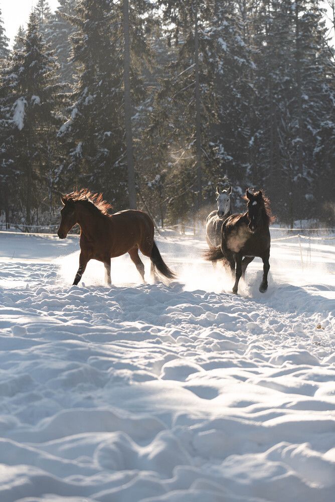 Photograph by Ирина Моисеенко