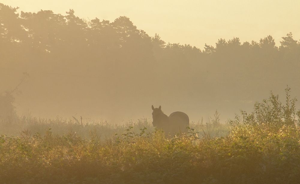Фотография автора Борис Журавлёв