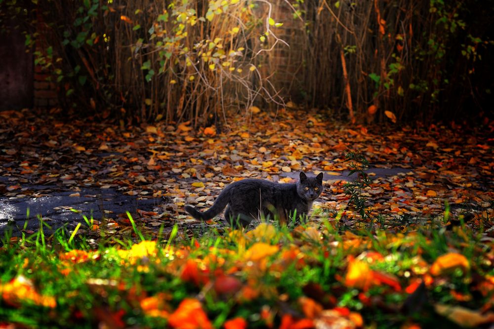 Фотография автора Сергей Иваненко