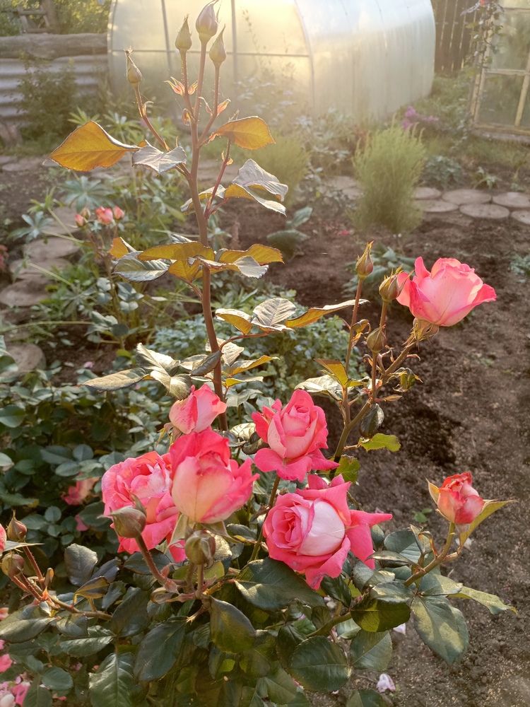 Photograph by Ольга