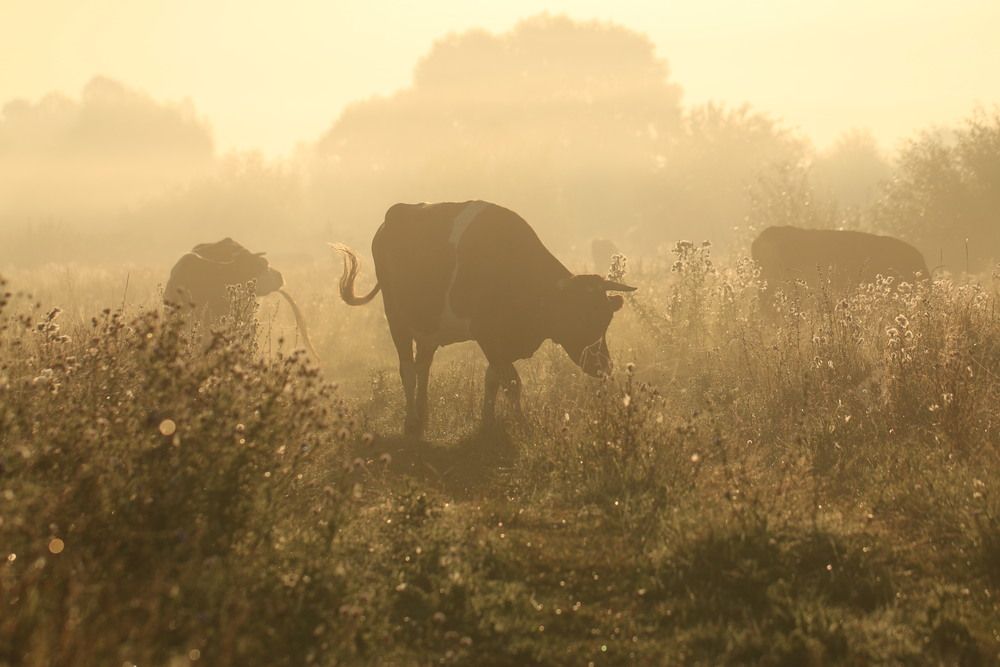 Photograph by Анна Татаренко