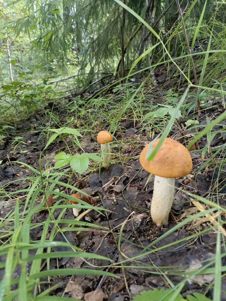Подосиновики