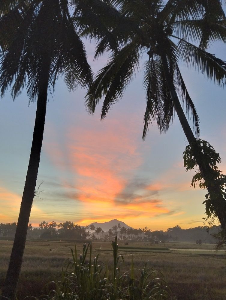 Pohon Kelapa dan Semburat Pagi
