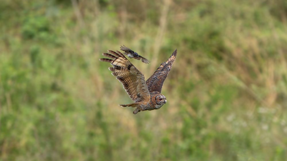 Фотография автора Chandramouli Chandramouli