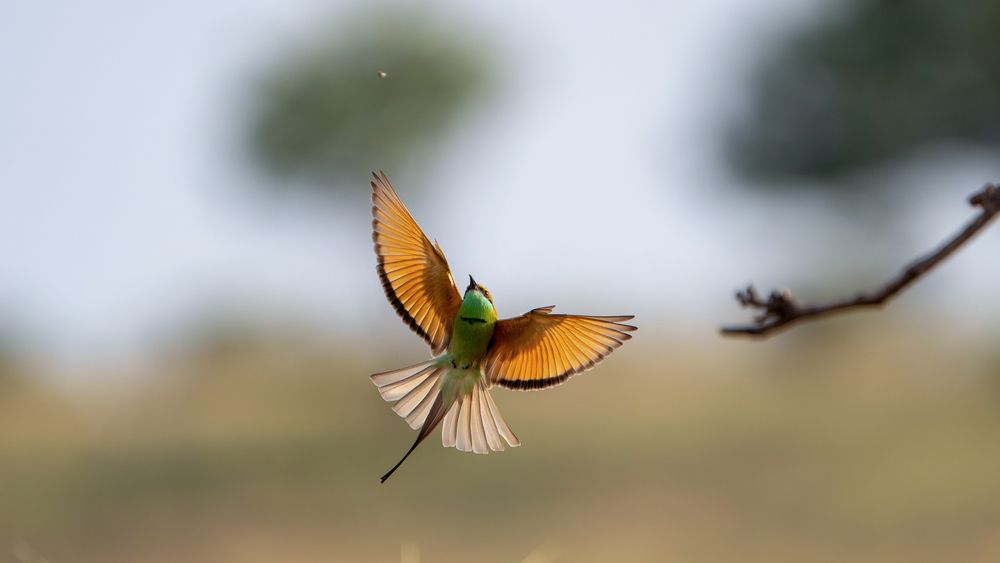 Фотография автора Manoj Chandramouli