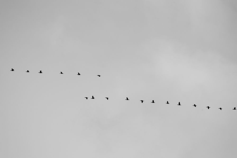 Бакланы над морем.