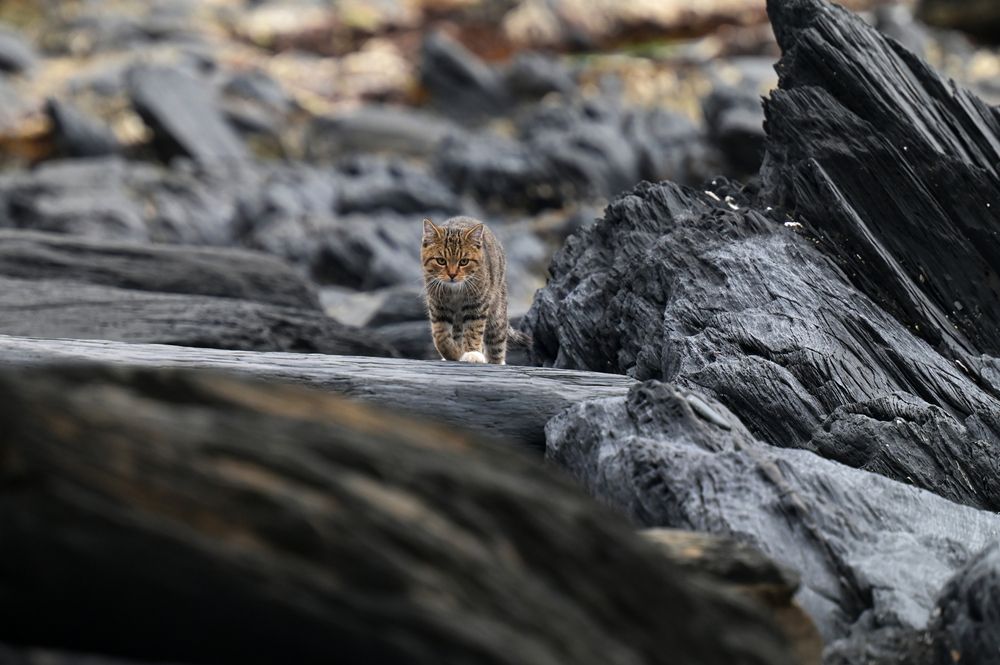 Photograph by Ирина Мошковская