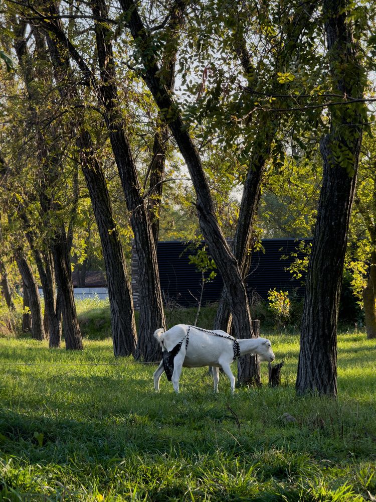 Photograph by Анна Голубцова