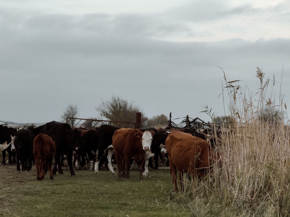 Photograph by Анна Голубцова