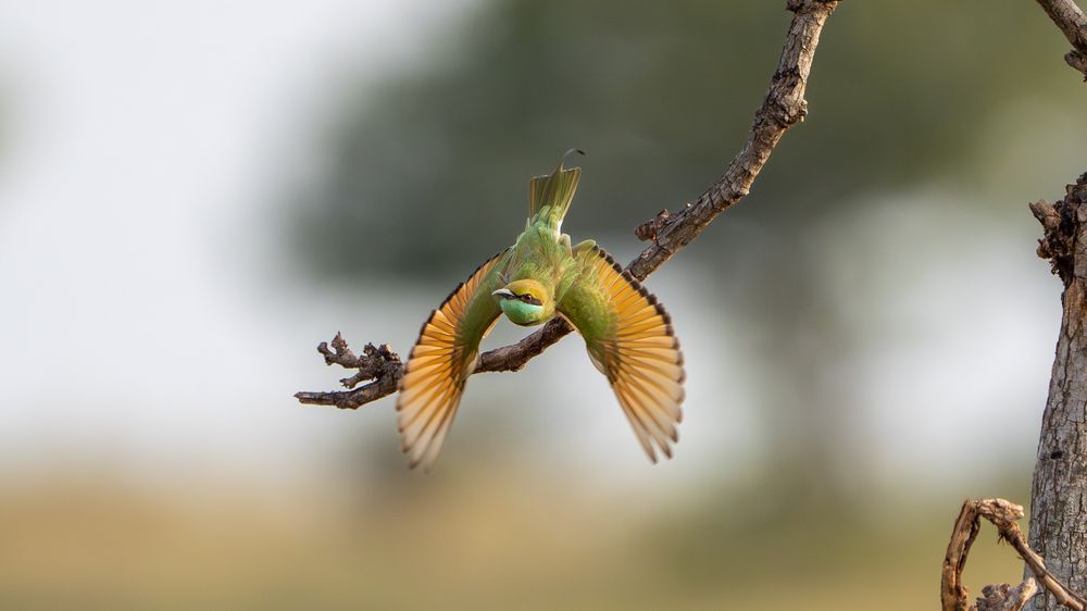 Фотография автора Manoj Chandramouli
