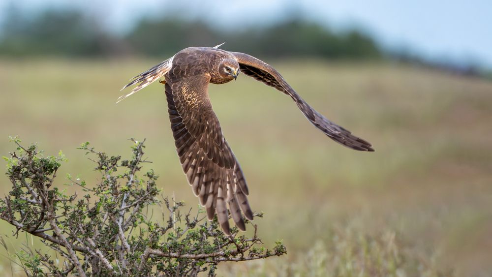 Фотография автора Chandramouli Chandramouli