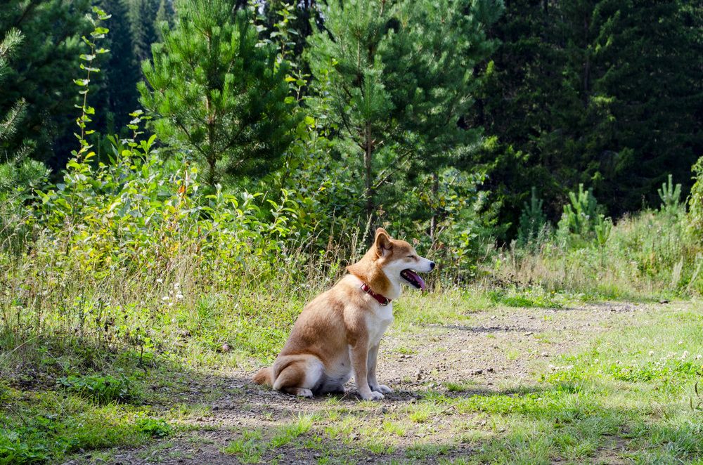 Photograph by Светлана Кудянова