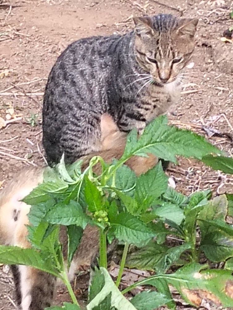 Photograph by Adal -