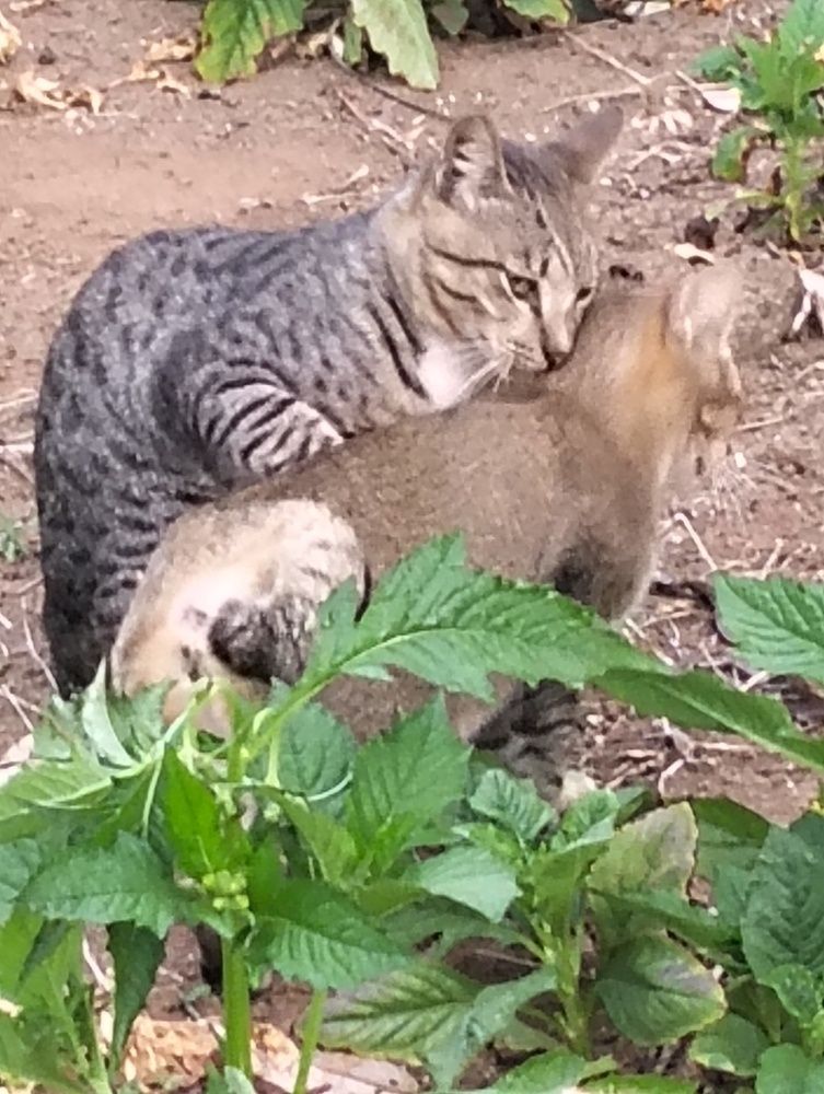 Photograph by Adal -