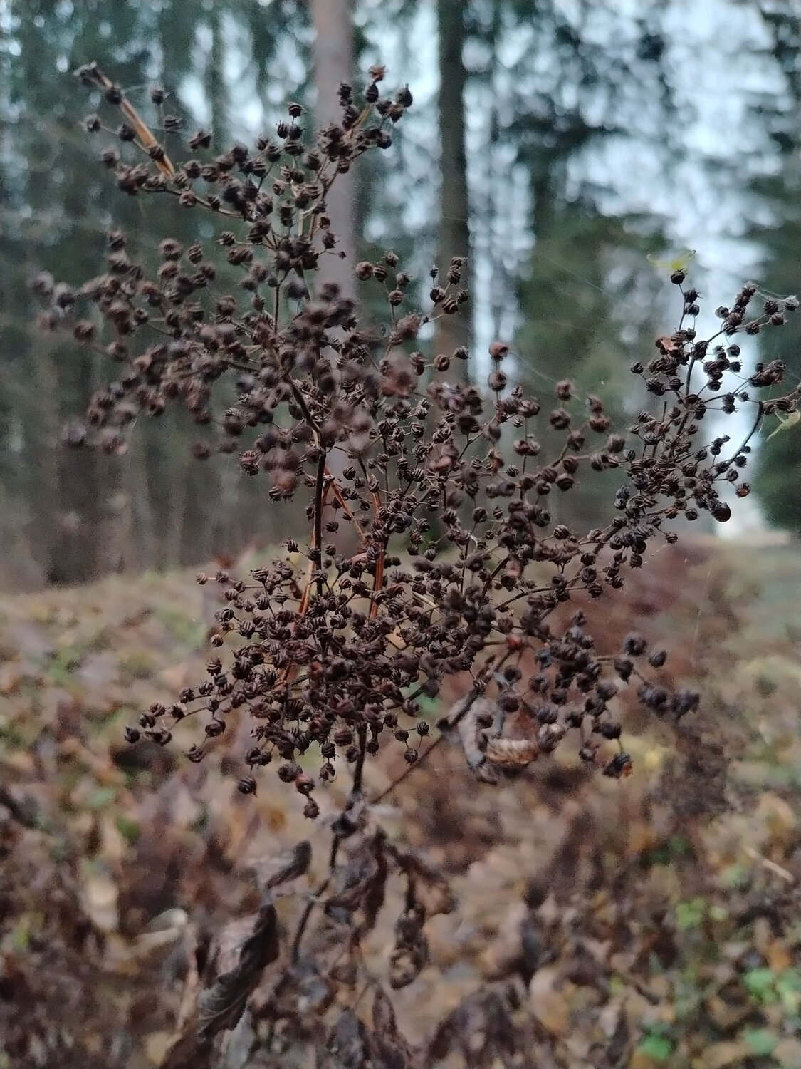 Photo #12806206