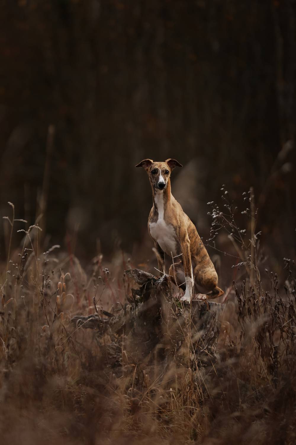 Фотография #12806207