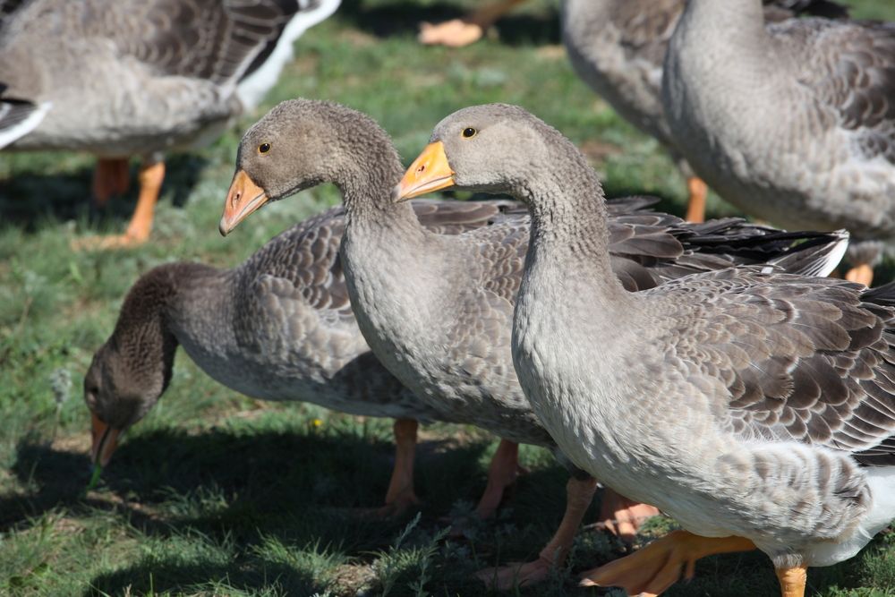 Три весёлых гуся