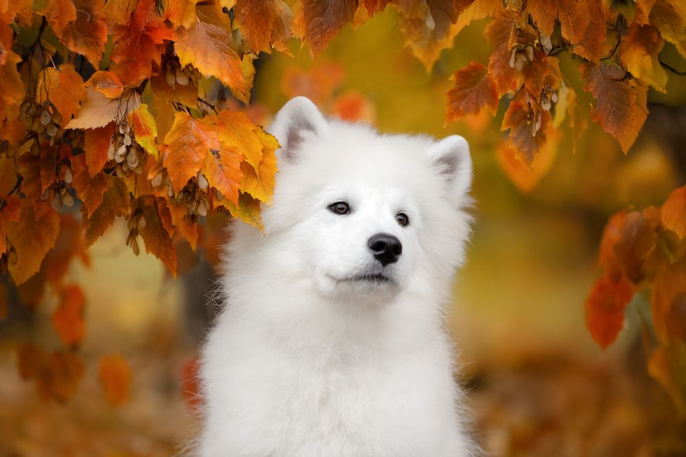 Photograph by Мария Комратова