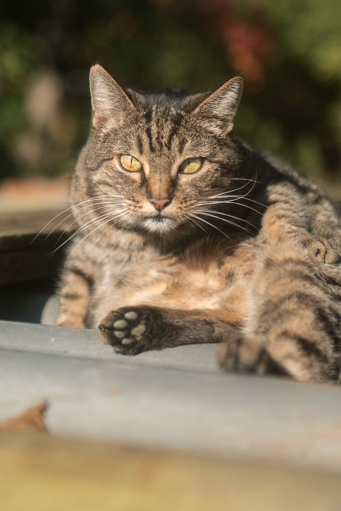 Фотография автора Ирина Сафонова
