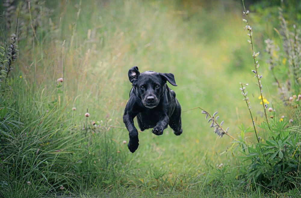 Photograph by Andreas Lundmark