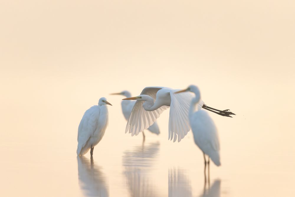 Photograph by Szekely Janos