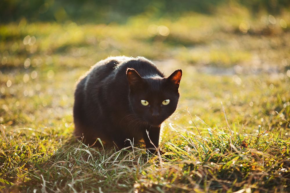 Фотография автора Ману Фалько