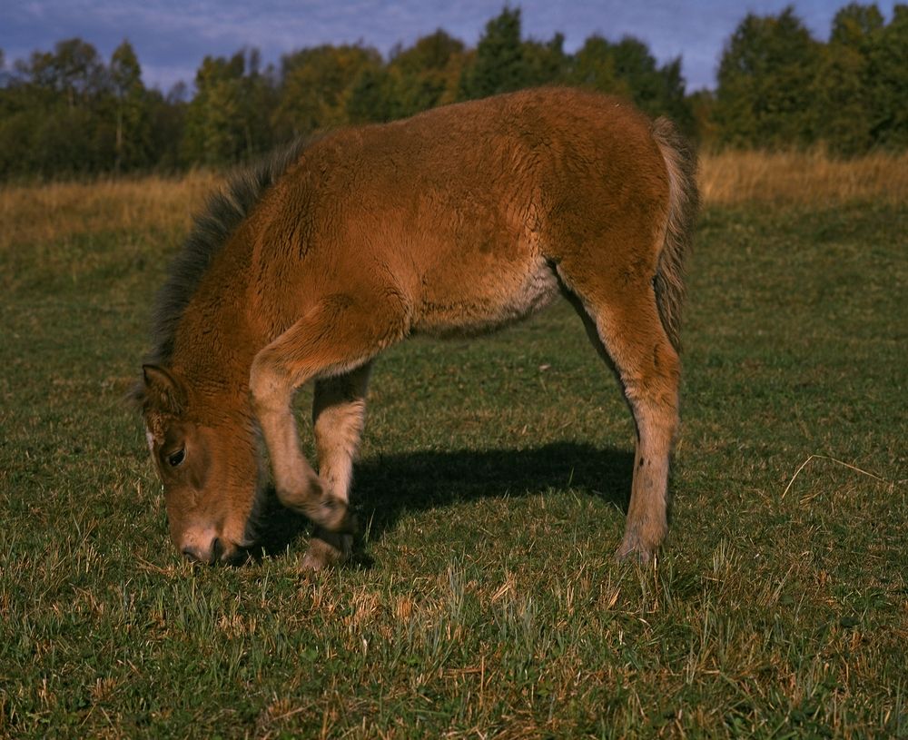 подарок Норвегии Соловкам