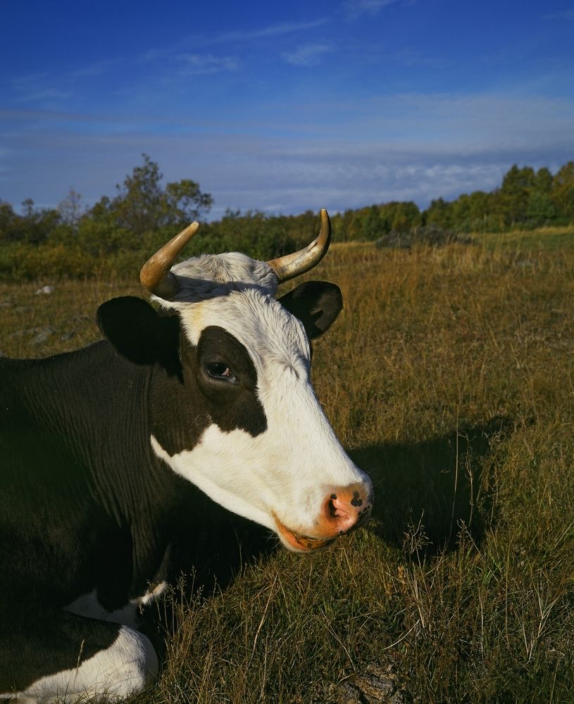 соловецкая корова