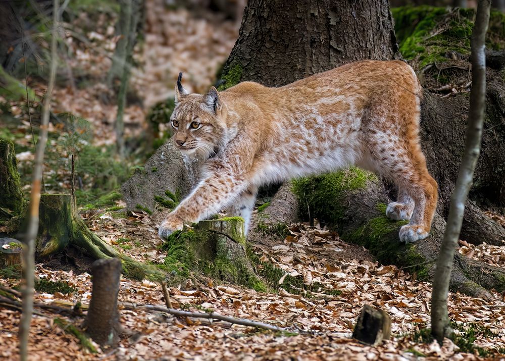 European Lynx