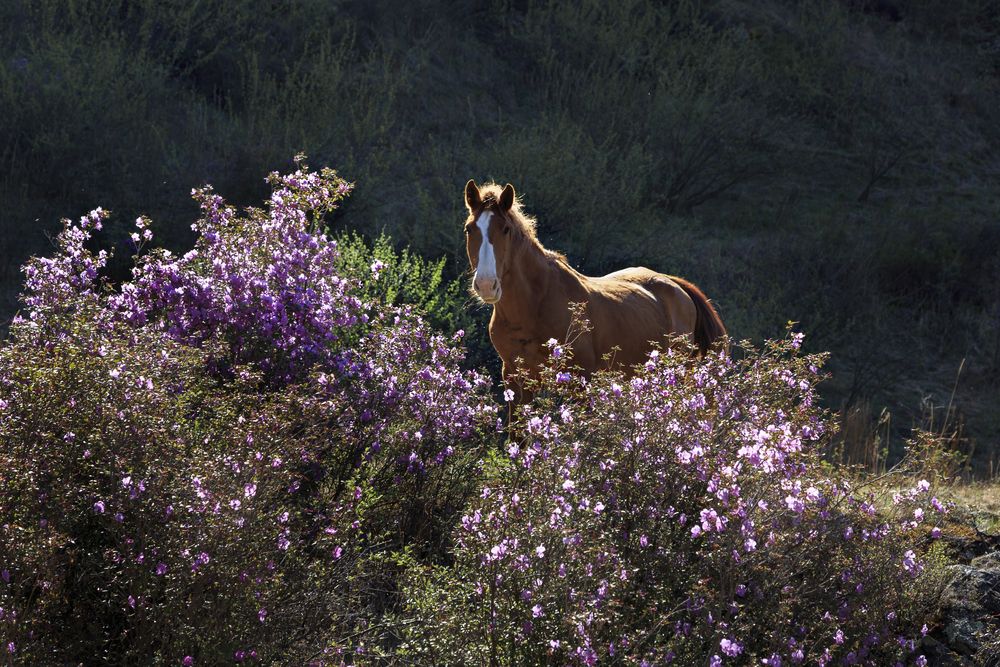 Photograph by виктор ковчин
