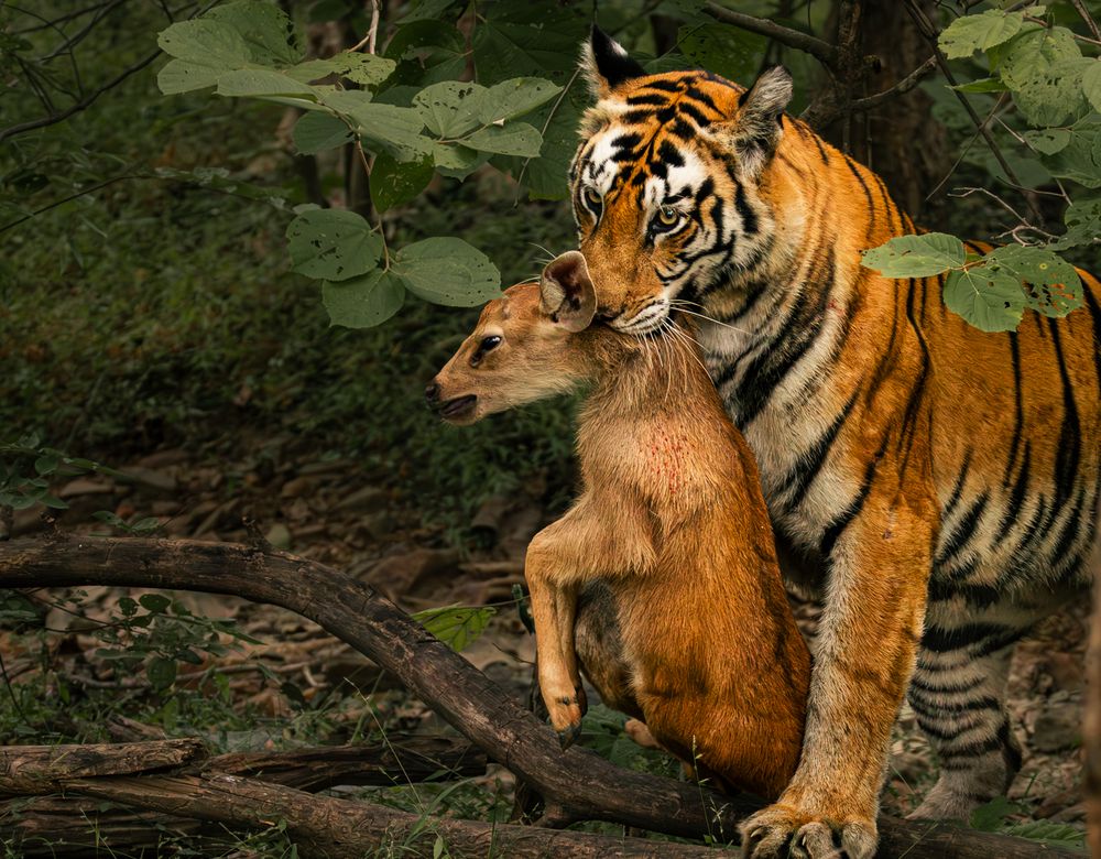 Photograph by MUKESH RAJAN S