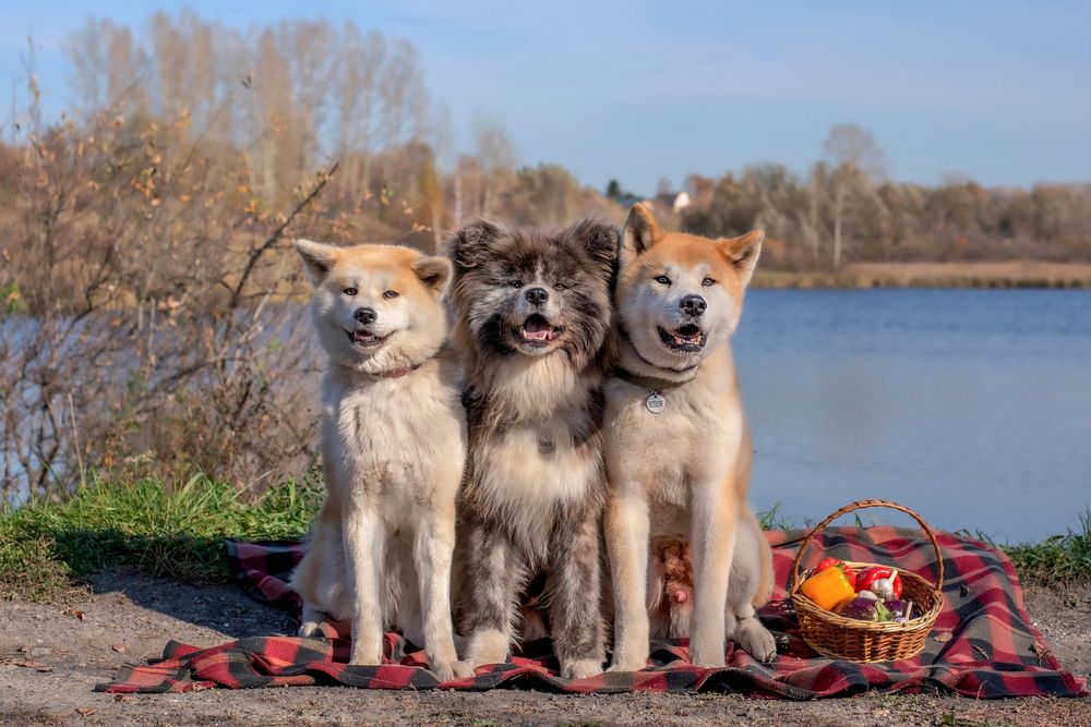 Фотография автора Екатерина Полякова