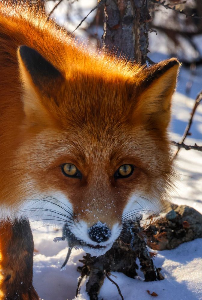 Охота удалась