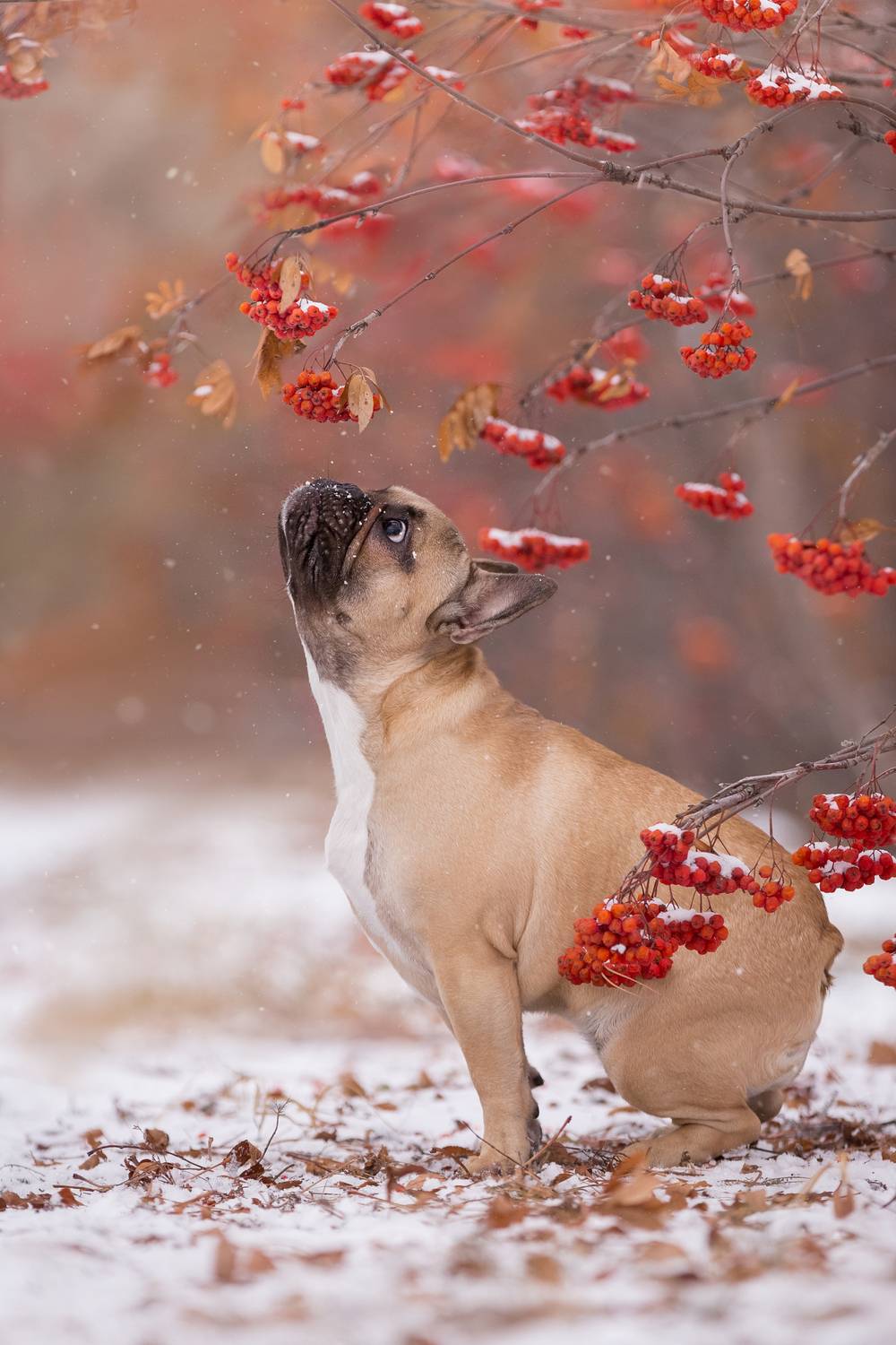 Первый снег