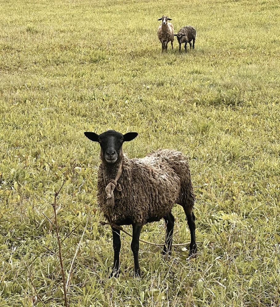 Photograph by Гуляева Светлана