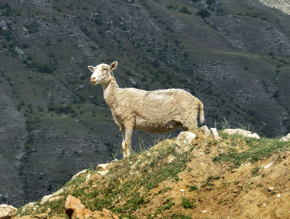 На вершине.