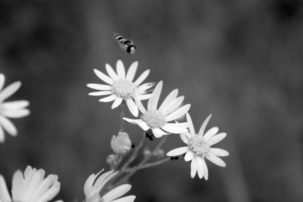 Photograph by Елена Коробченко